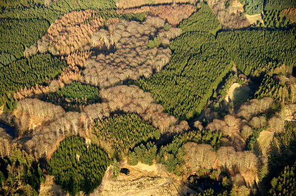 Forår i Pajhede Skov. Copyright Steen Lee Christensen/ Aalborg Luftfoto.